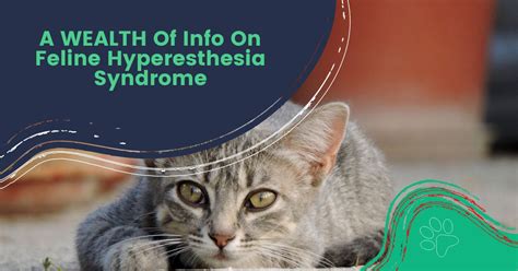 A Wealth Of Information On Feline Hyperesthesia Syndrome Street How