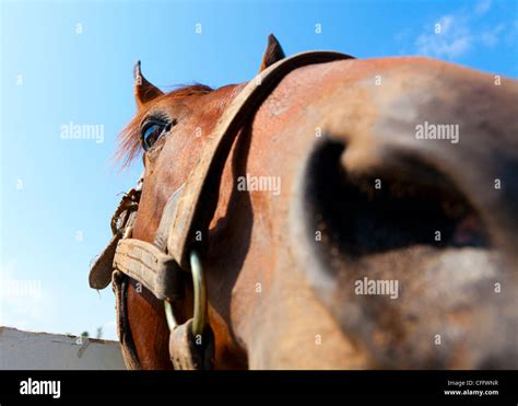 Horse Snout High Resolution Stock Photography And Images Alamy