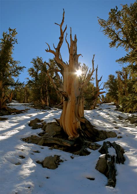 Where Is Methuselah ~ Ancient Bristlecone Pine Forest Ca