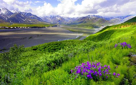 Landscape River Mountain Field With Purple Flowers Wallpaper Hd