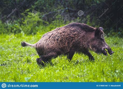 Wild Boar Walking In Forest Sus Scrofa Stock Image Image Of Forest