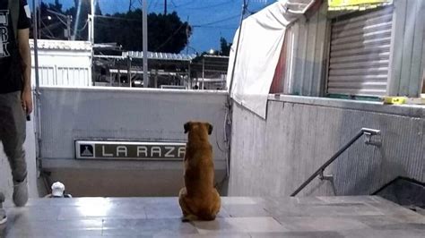 Chilango ¡hachiko De La Raza Perro Sigue Esperando A Su Dueña En