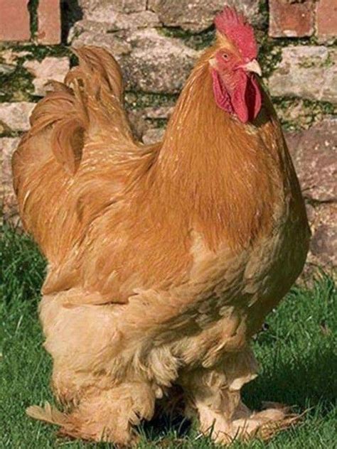 Pin By Luis On GALLINERO Chickens Backyard Fancy Chickens