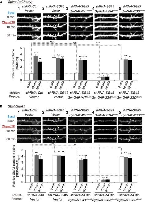 Rapid Dispersion Of SynGAP From Synaptic Spines Triggers AMPA Receptor