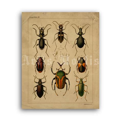 Printable Insects Beetles Bugs Entomology Natural History Illustration