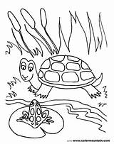 Pond Coloring Pages Turtle Frog Drawing Lily Pad Fish Printable Habitat Color Sea Drawings Getdrawings Getcolorings Print Preschoolers Animals Fundamentals sketch template