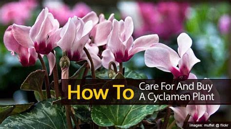 Cyclamen Plant Care How To Care For Cyclamen Plants