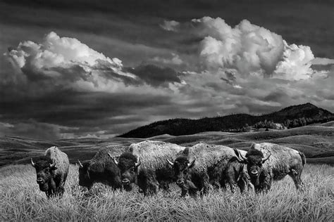 A Black And White Photograph Of A Herd Of American Buffalo Bison