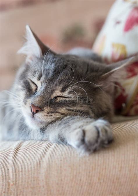 Lovely Grey Cat Sleeping Stock Photo Image Of Beautiful 43136786