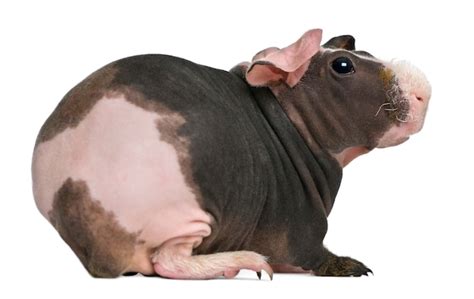 Premium Photo Hairless Guinea Pig Standing