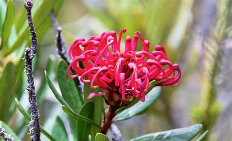 Tasmanian Waratah Photograph By Samantha Hutchinson Fine Art America