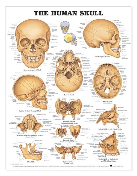 The Human Skull Is Shown In This Poster