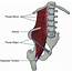The Anatomic Relation Of Iliopsoas And Spine  Download Scientific