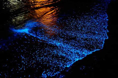 Sparkly Phosphorescent Plankton Lights In Koh Rong Island Amazing