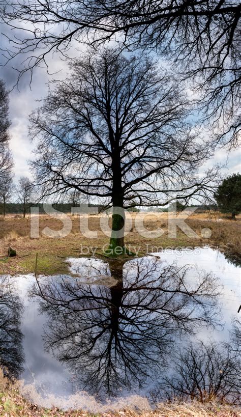Tree Reflection Stock Photo Royalty Free Freeimages