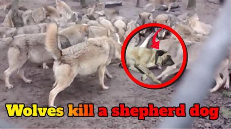 Do Wolves Prey On Dogs