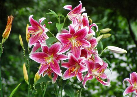 Which flowers mean love, hope, healing, and good luck? Different Types of Lilies That You Must to Know