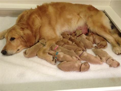 Rumble — a short clip of gypsy and her 11 puppies! What a lot of puppies you have Mommy. Golden Retriever Mom. | Cute animals, Lab puppies, Dog ...
