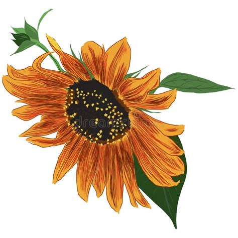 Sunflower Flower With Leaves Bright Colorful Artistic Hand Drawing
