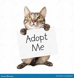 Find Your Purr Fect Match For Free St Louis Craigslist S Cat Adoption Haven