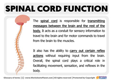 Spinal Cord Anatomy Structure Function Diagram