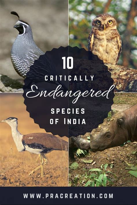 10 Critically Endangered Species Of India Pracreation Critically