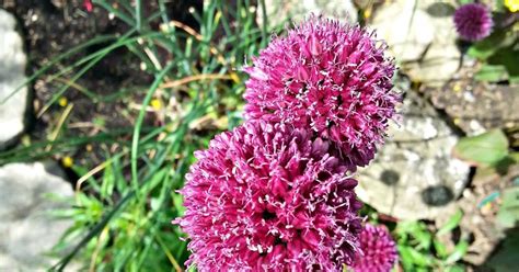 There's no better way to show someone how much you care than with a handmade gift. Day One Photography: Pom Pom Flowers