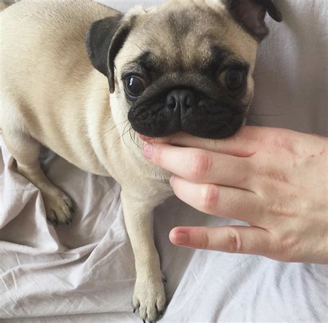 14 Photos That Proving Pugs Are The Cutest Dogs In The World Petpress