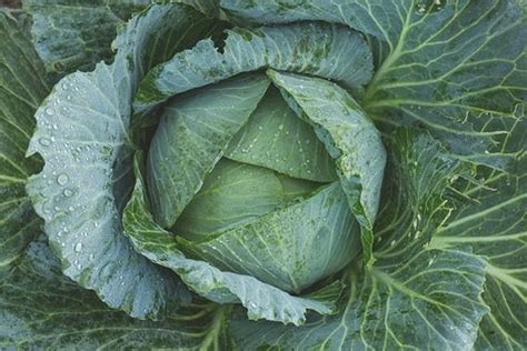 Cabbage Health Benefits And Nutrition Facts