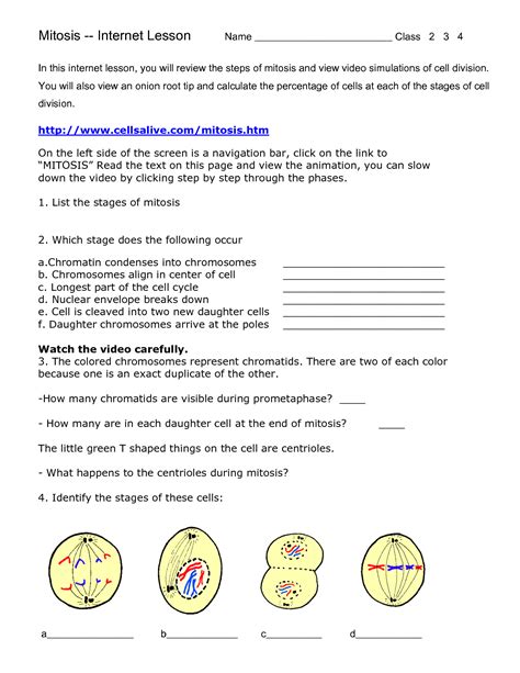 Meiosis Gizmo Answer Key Gizmo Worksheet Answers Kids Activities