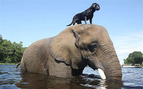 15 Unusual Animal Friendships That Will Melt Your Heart