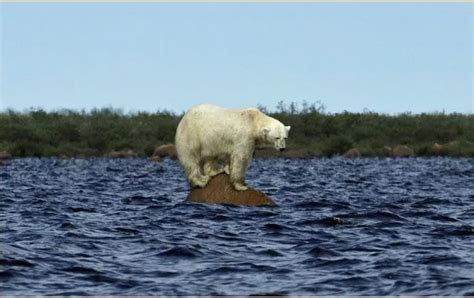 Debunking The Latest Fake News About Polar Bears Fabius Maximus Website