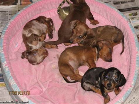 She is a good girl, very cuddly and lovable. Dachshund Puppies El Paso | PETSIDI