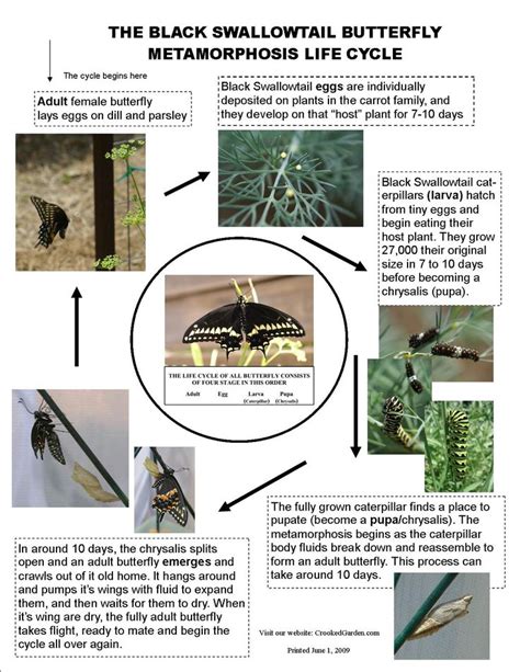 Black Swallowtail Life Cycle Swallowtail Butterfly Pollinator Garden