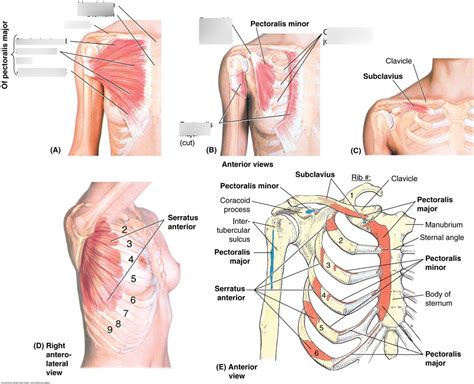 Pectoralis Major Minor Muscle Serratus Ventralis Anterior Muscle Diagram Quizlet