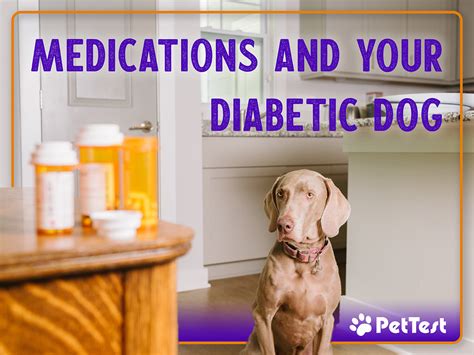 Medications And Your Diabetic Dog Pettest By Advocate