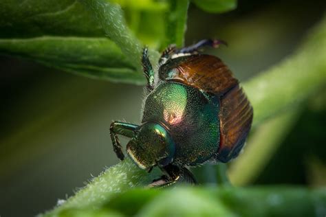 Do Japanese Beetle Traps Really Work Garden And Lawn Tips
