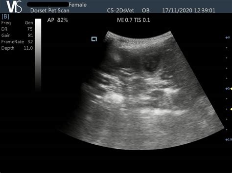 6 Year Old Canine Pregnancy Scan Near Salisbury Animal Ultrasound