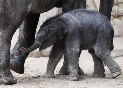 Baby Elephant Born At Germany Zoo
