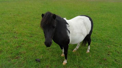 sale windgates highland pony stud