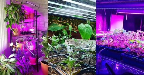We did not find results for: 15 Easy Yet Inexpensive DIY Led Grow Light Ideas For ...