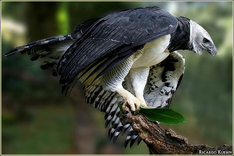 509 x 339 jpeg 102 кб. Harpy Eagle Pictures and Wallpapers | Animals Library