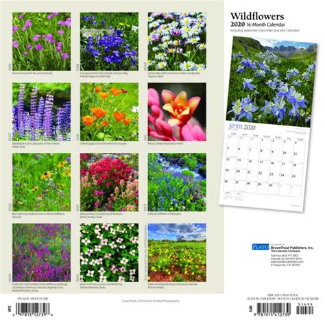 Wildflowers 2020 Square Wall Calendar By Plato Plato Calendars
