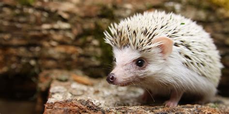 Pygmy Hedgehog Insurance - ExoticDirect