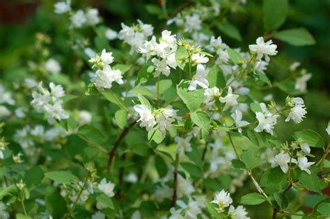 White flowering shrubs in virginia. 10 Best Fragrant Shrubs to Grow in Your Yard | Mock orange ...