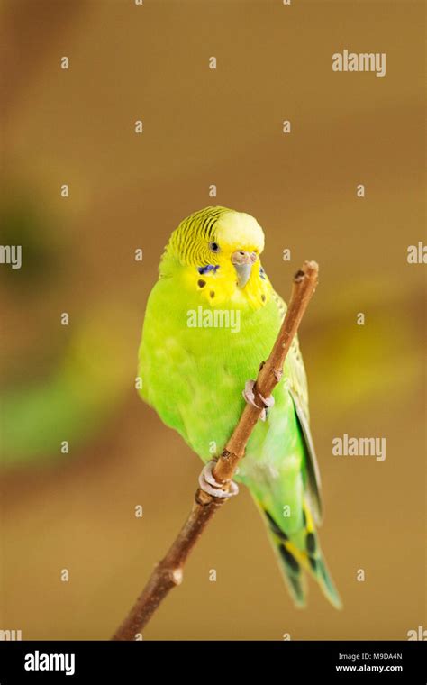 Green And Yellow Budgie Hi Res Stock Photography And Images Alamy