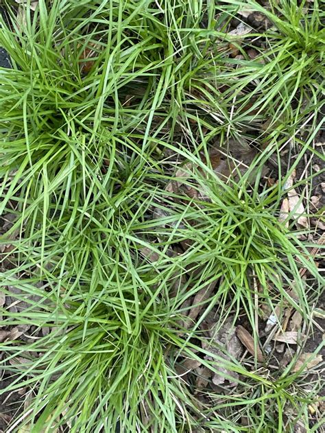 Carex Pensylvanica Pennsylvania Sedge Master Gardeners Of Northern