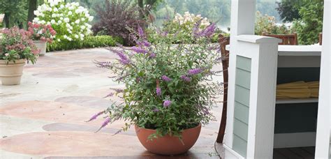 Growing Butterfly Bushes In Pots Plant Addicts