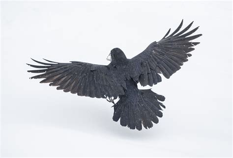 Black Raven Wings Wing Ravens Lasenseanzasdemrcooper