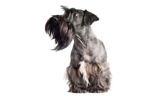 Cesky Terrier Information Including Behaviour And Temperament Breed